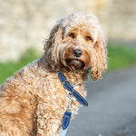 Fabric and Suede Leather Dog Collar - Blue