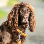 Fabric and Suede Leather Dog Collar - Orange