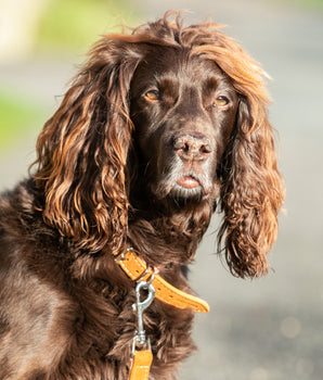 Fabric and Suede Leather Dog Collar - Orange