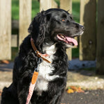 Fabric and Suede Leather Dog Collar - Orange