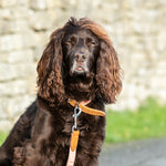 Fabric and Suede Leather Dog Collar - Orange