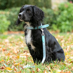Fabric and Suede Leather Dog Collar - Light Blue
