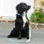Fabric and Suede Leather Dog Collar - Light Blue