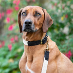 Flat Rope and Leather Dog Collar - Black