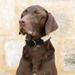 Flat Rope and Leather Dog Collar - Black