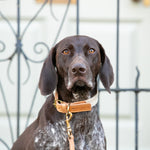 Flat Rope and Leather Dog Collar - Tan