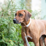 Flat Rope and Leather Dog Collar - Tan