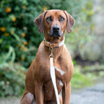 Flat Rope and Leather Dog Collar - Tan