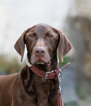 Rope and Suede Leather Dog Collar - Brown