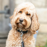 Denim and Leather Dog Collar - Grey and Black