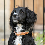 Denim and Leather Dog Collar - Green and Tan