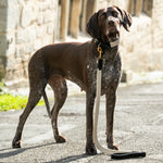 Flat Rope and Leather Dog Lead - Black