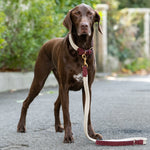 Flat Rope and Leather Dog Lead - Burgundy