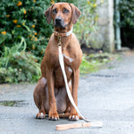 Flat Rope and Leather Dog Lead - Tan