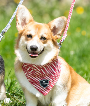 Fabric Dog Bandana - Red Star