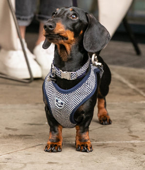 Tweed-Hundegeschirr – marineblaues Fischgrätenmuster