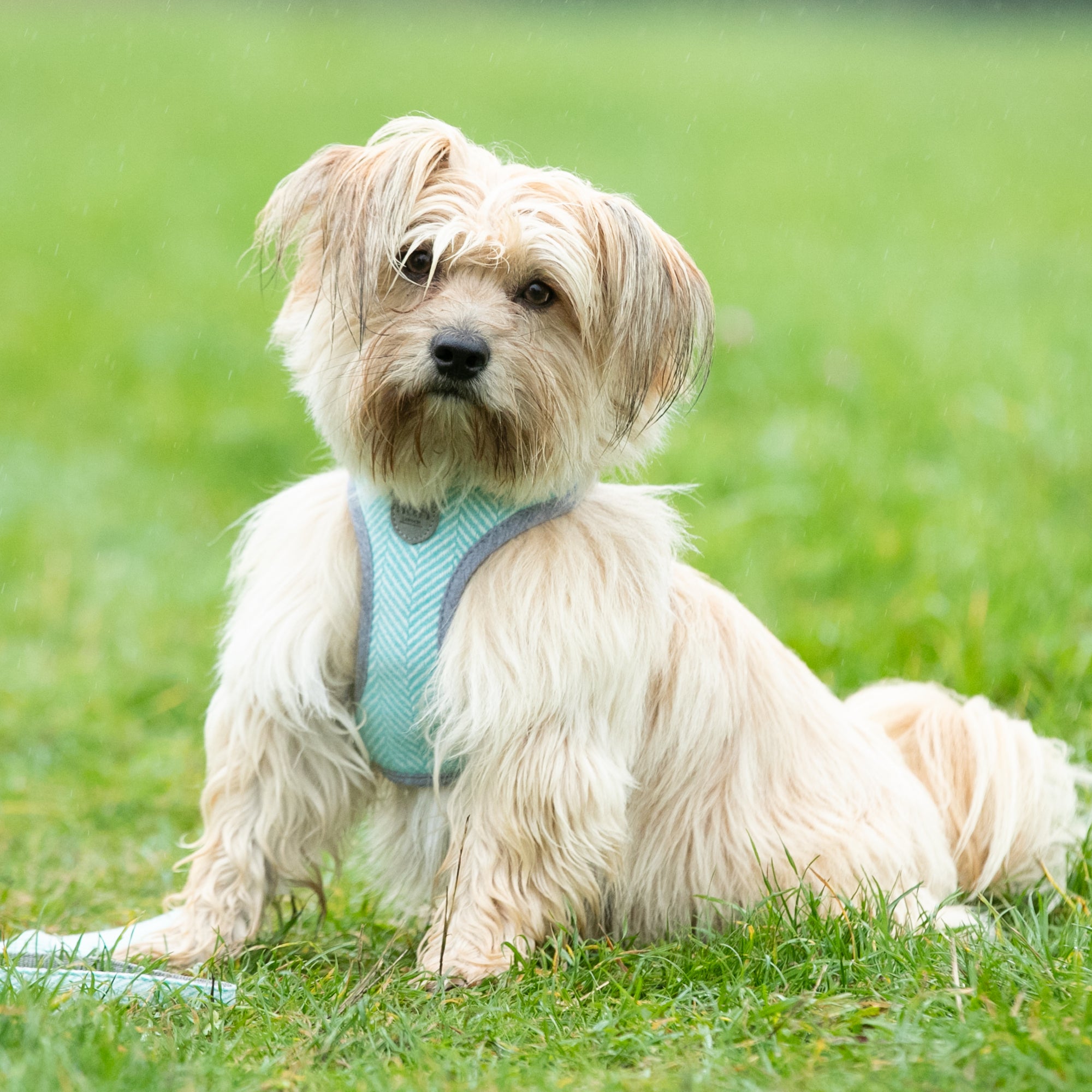 Tweed Dog Harness Aqua Herringbone Hugo & Hudson London