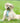 Tweed Dog Harness - Aqua Herringbone