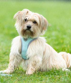 Tweed Dog Harness - Aqua Herringbone