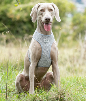 Tweed Dog Harness - Grey Herringbone