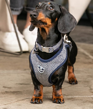 Hundehalsband aus Tweed mit Metallschnalle – marineblaues Fischgrätenmuster