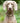 Tweed Metal Buckle Dog Collar - Caramel Checked Herringbone