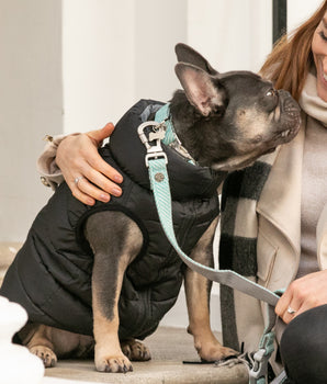 Fashion dog collars clearance and leashes