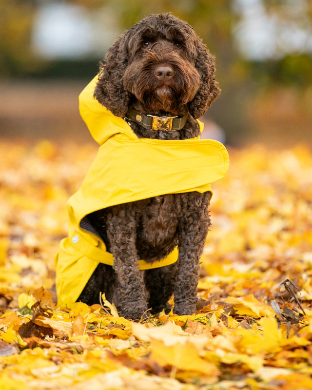 Tweed Dog Collar Dark Green Checked Hugo & Hudson London