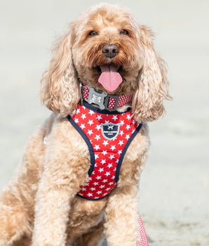 Fabric Dog Harness - Red Star
