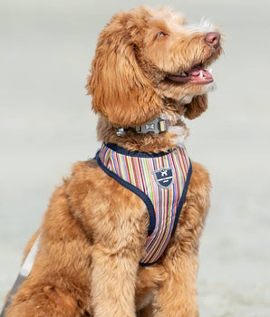 Hundegeschirr aus Stoff – gestreift, mehrfarbig