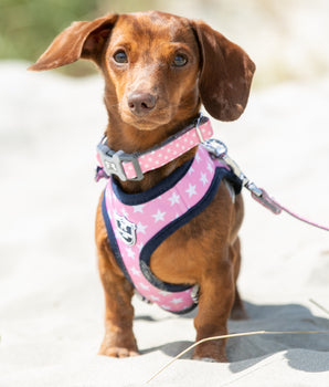 Fabric Dog Harness - Pink Star