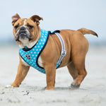 Fabric Dog Harness - Turquoise Star