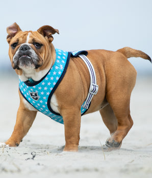 Fabric Dog Harness - Turquoise Star