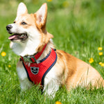 Fabric Dog Harness - Red and Coral Polka Dot
