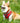 Fabric Dog Harness - Red and Coral Polka Dot