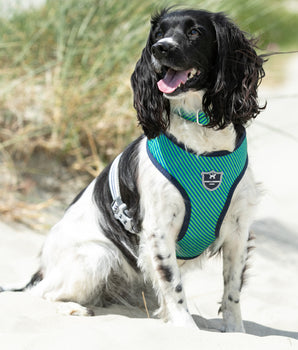 Hundegeschirr aus Stoff – Marineblau und Grün gestreift